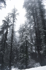 Beautiful himalayan cedar tree forest caped in snow