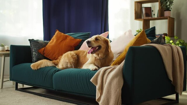 Golden retriever close-up. Obedient dog lying on sofa in living room, posing. Happy domestic animal concept, best friends, puppy relaxing at home, breathing with tongue out.