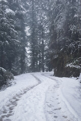 Foggy snow road with people footprints and vehicle tires cedar forest
