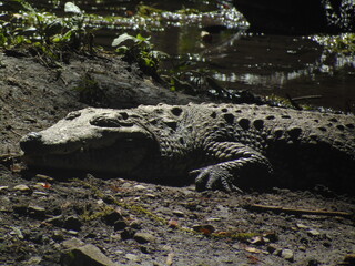 alligator in the swamp