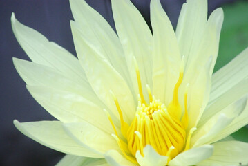 Obraz premium 睡蓮の花