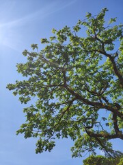 Endemic tree Styphnolobium monteviridis against blue sky, Costa Rica