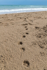 Fototapeta na wymiar dog footprints in the sand towards the sea