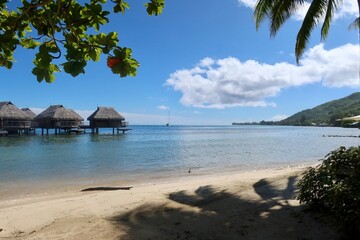 beach with trees