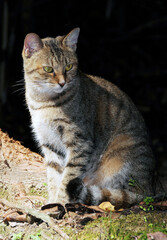 Obraz premium 野生の猫
