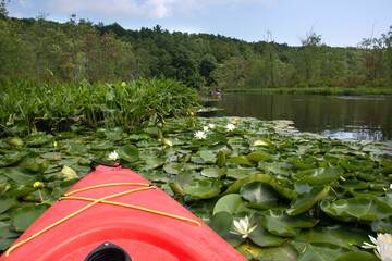 View of water lilies from kayak. Kayaking and canoeing with family. Family on kayak ride. 