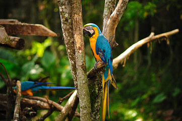 Colombia bird