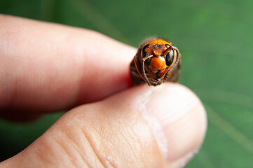 Dead Wasp - Closeup head of Asian Giant Hornet or Japanese Giant Hornet  or Vespa Mandarinia...
