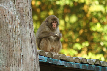 Cute Japanese monkey on a roof.