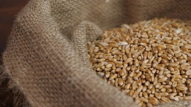 Falls wheat grains on pile in bindle bag after agricultural activity. Harvest time. Grain elevator, agrarian facility complex designed to stockpile or store grain