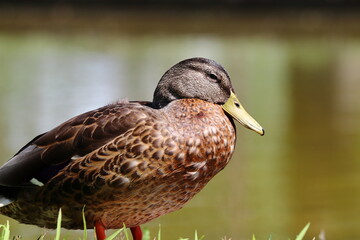 水辺のマガモ