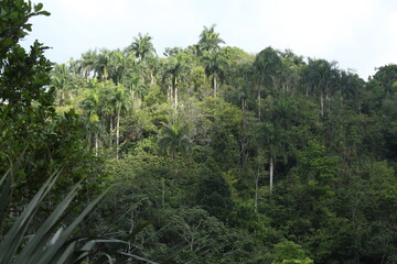 Bosque de palmas