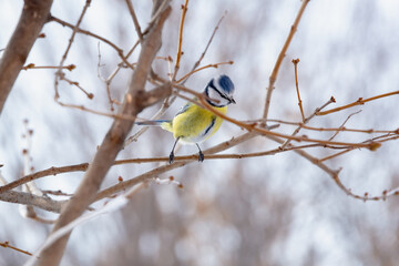 Blue tit on the branches in search of food. Concept: bird and people are waiting for spring.