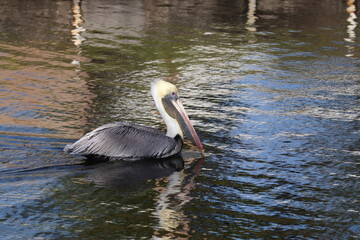 Pelican Swimming in the Water