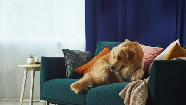 Golden retriever jumping on sofa in living room. Happy domestic animal concept, best friends, puppy relaxing at home, trained dog lying on couch and breathing with tongue out.