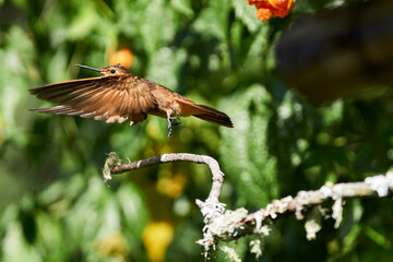 Hummingbird flying in the forest in Urubamba, Perú, Cusco