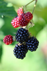 無農薬栽培のブラックベリー