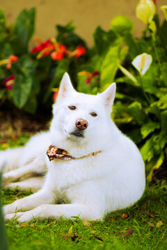Portrait of beautiful cute big white dog with pink nose, orange eyes and yelllow scaf on flowers in sunny summer day in a park
