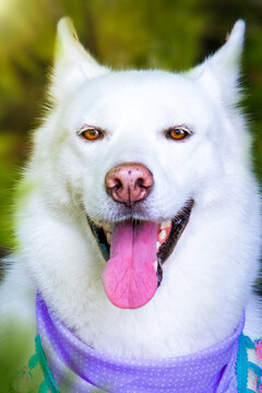 Portrait of head of beautiful white hairy big cute dog with open mouth and visible tongue and teeth, smiling and has violet, pink scaf on green sunny background