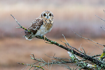 Short Eared Owl 11