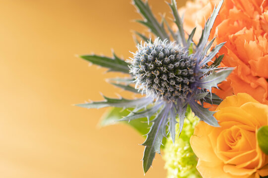 エリンジウム Images Browse 61 Stock Photos Vectors And Video Adobe Stock