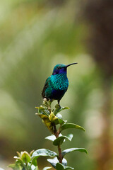 hummingbird standing on tree Urubamba, Peru, Cusco
