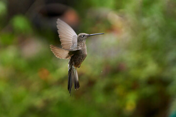 Fototapeta na wymiar Hummingbird flying in the forest Urubamba, Peru, Cusco