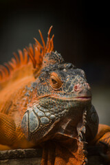 Fototapeta premium Orange iguana. Iguana - also known as Common iguana or American iguana. Lizard families, look toward a bright eyes looking in the same direction as we find something new life. Selective focus