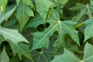 Fresh papaya green leaf texture patterns. papaya leaf background. Papaya leaves in the garden, Young papaya in top view, Green leaves background