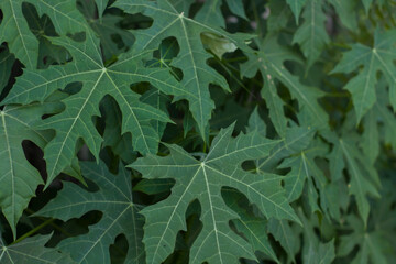 Fresh papaya green leaf texture patterns. papaya leaf background. Papaya leaves in the garden, Young papaya in top view, Green leaves background