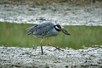 Yellow-crowned night heron (Nyctanassa violacea) eating a crab on a mud flat by the beach in Ayampe, Ecuador
