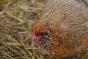 close up of a chicken