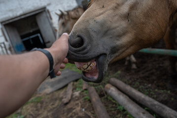 A man strokes the muzzle of a horse, close-up.