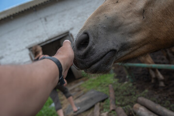 A man strokes the muzzle of a horse, close-up.
