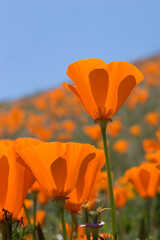 Obraz premium Poppy field