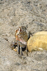 Land crab on the beach by a rock in Ayampe, Ecuador