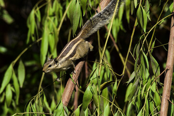 Indian Palm Squirrel or Three striped palm squirrel or Funambulus palmarum species playing, running walking on tree branch with green leaves background from India or Srilanka Asia, Asian - Powered by Adobe