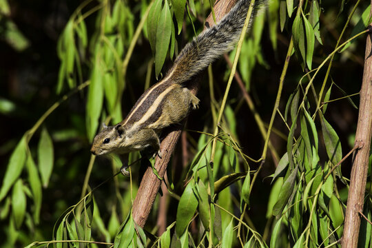 Chipmunk (Gilhari) @ My home | sunil_maddy | Flickr