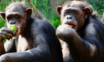 Two chimps having a snack