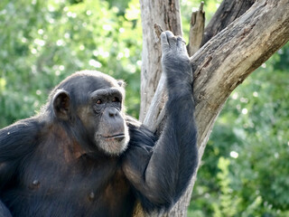 Chimp looking into the distance