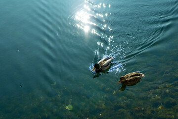 Two ducks swimming across lake on a warm winter day