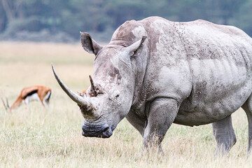 Obraz premium サバンナを歩くシロサイ