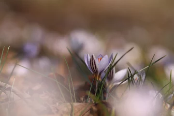 Fotobehang Krokus Krokusse - Der Frühling kommt  © PhotoArt