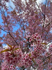 Wild Himalayan Cherry