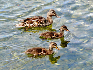 Obraz premium Adult duck and two ducklings