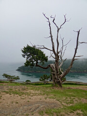 Fototapeta na wymiar Gnarly tree on Fidalgo Island