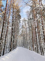 A forest road among tall snow-covered ship pines in the village on a clear, frosty winter day