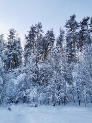 Completely snow-covered branches of trees and shrubs, bent down under the weight of snow, on a frosty winter day