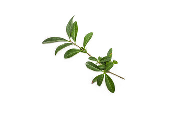 Green sprig of ligustrum plant on white background