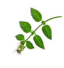 Green sprig of mint plant on white background
